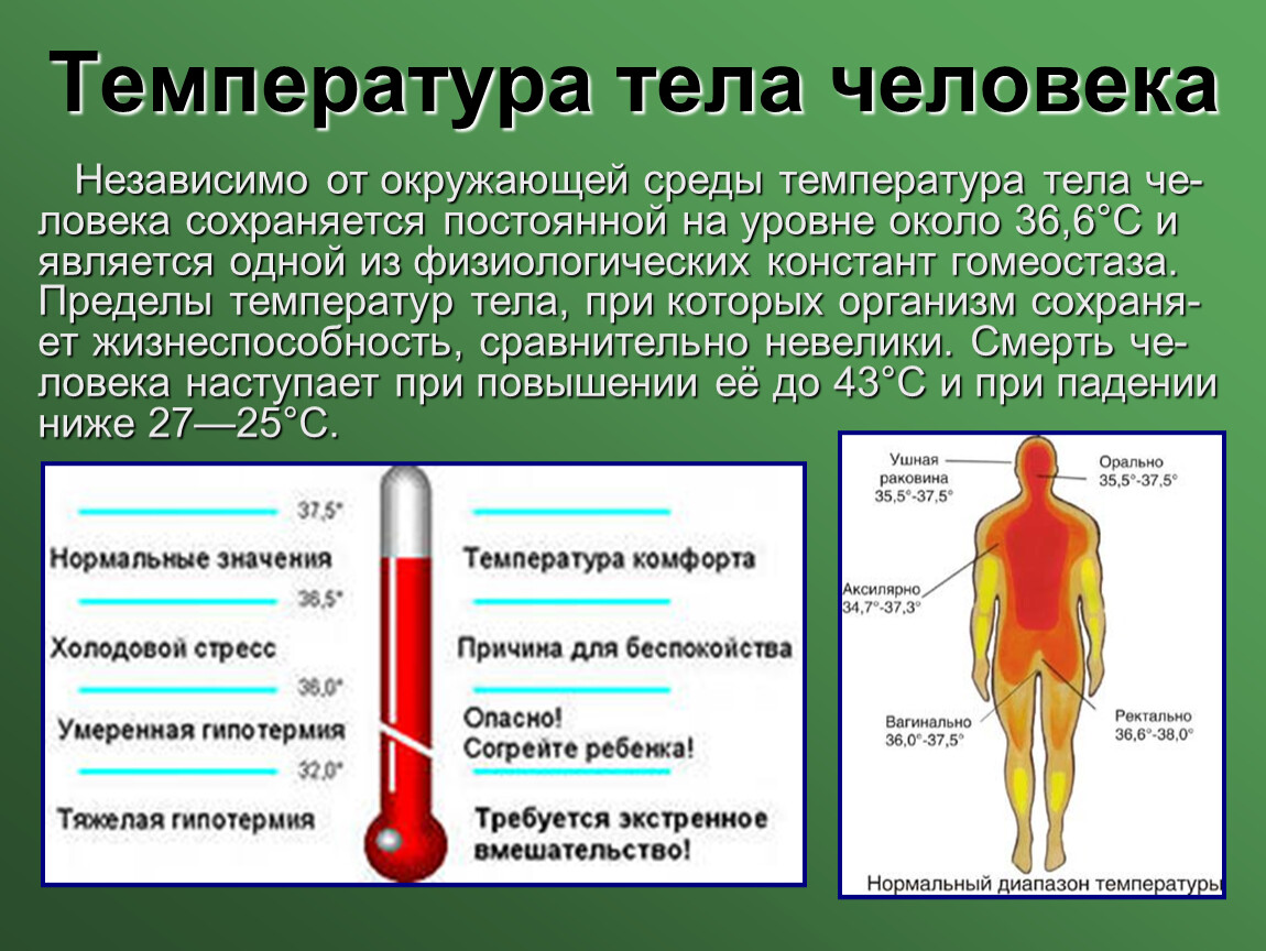 Изменение температуры больного. Температура тела человека. Температура тела человке. Как повышается температура тела. Уровни температуры тела человека.