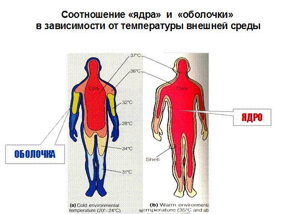 Энергетические точки на теле человека схема