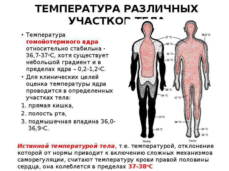 При какой температуре умирают