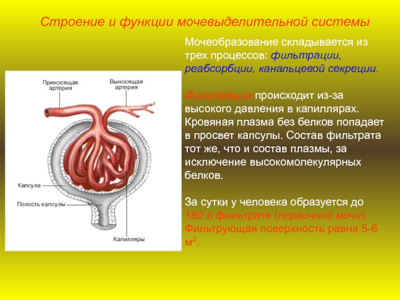 Стол при хроническом пиелонефрите