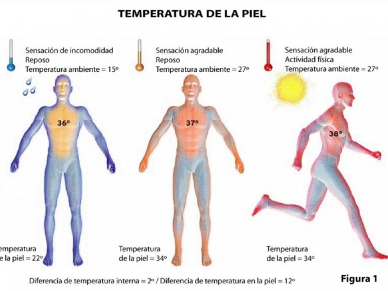 Области тела человека температура. Температура внутри тела. Температура внутри человеческого тела. Какая температура внутри тела человека. Места тела.